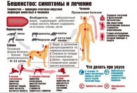 Бешенство 2